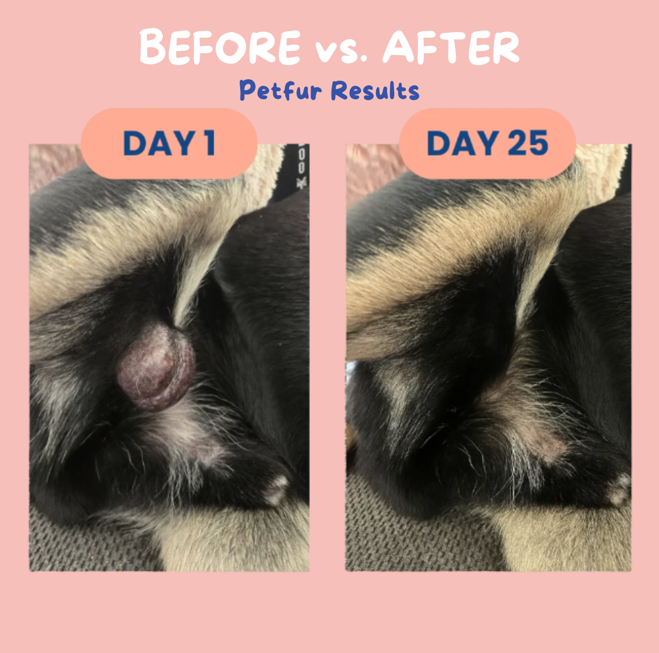 Stop Stressing & Boost Their Immunity — Starting Today